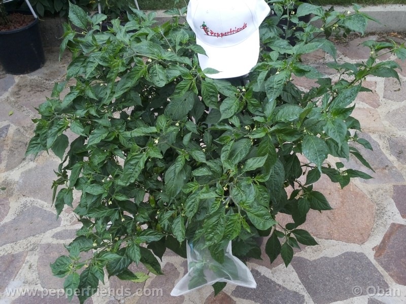 naga-morich_004_pianta_10.jpg