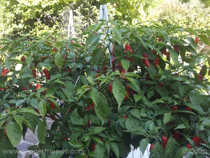 naga-morich_004_pianta_22.jpg