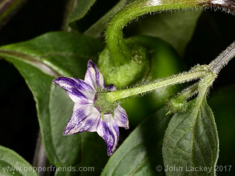 orange-rocoto_001_fiore_01.jpg