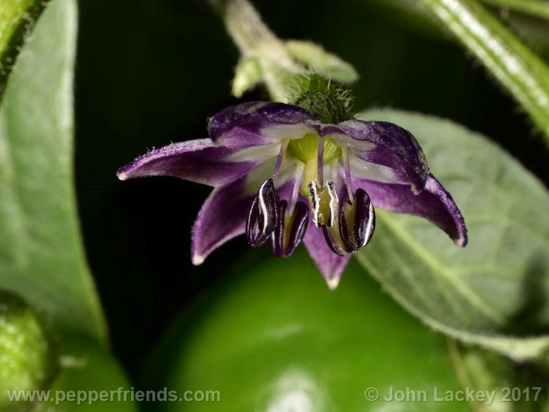 orange-rocoto_001_fiore_02.jpg