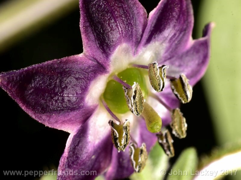 orange-rocoto_001_fiore_03.jpg