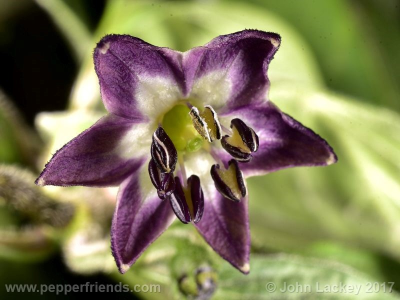 orange-rocoto_001_fiore_04.jpg