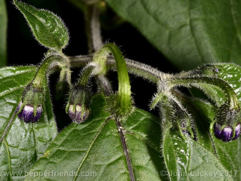 orange-rocoto_001_fiore_05.jpg