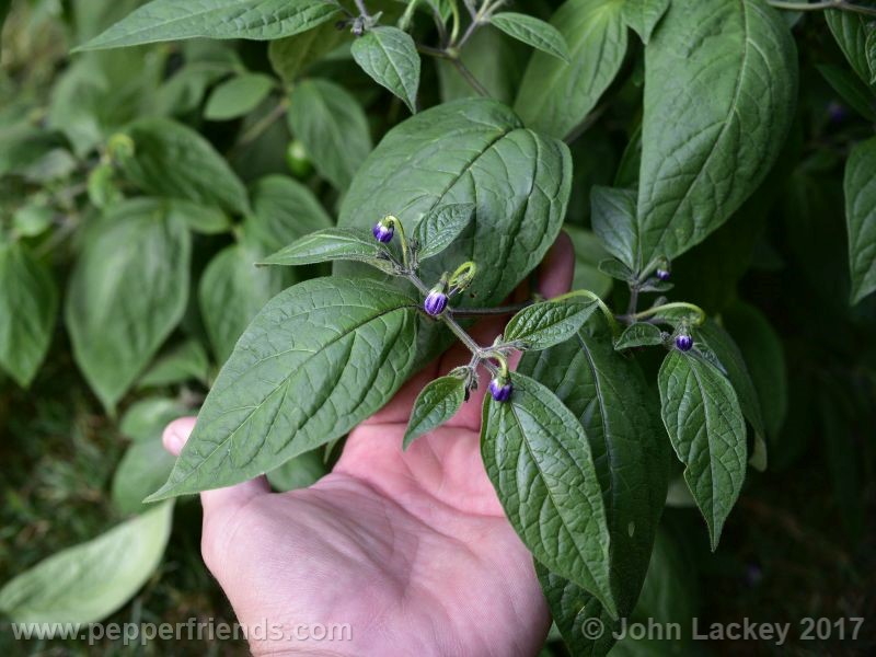 orange-rocoto_001_fiore_06.jpg