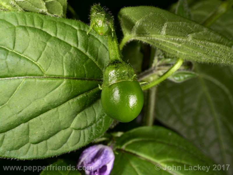 orange-rocoto_001_frutto_02.jpg