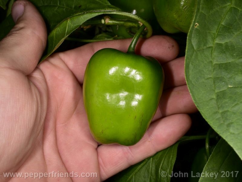 orange-rocoto_001_frutto_04.jpg