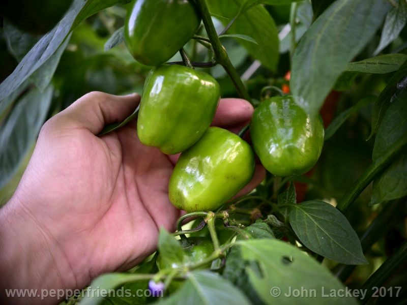 orange-rocoto_001_frutto_05.jpg