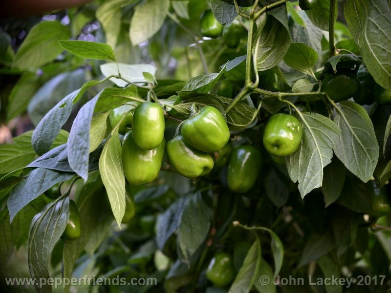 orange-rocoto_001_frutto_06.jpg