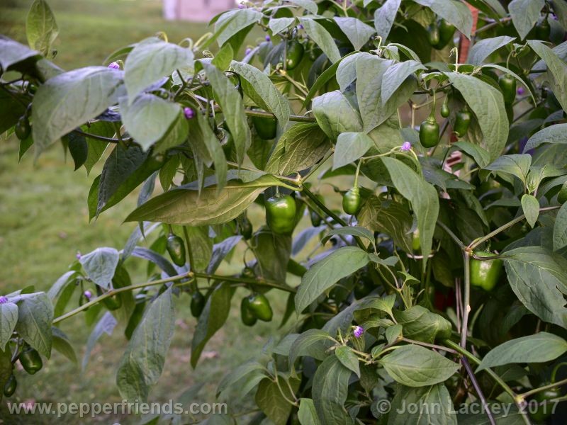 orange-rocoto_001_pianta_05.jpg