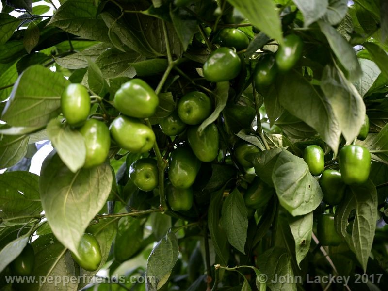 orange-rocoto_001_pianta_07.jpg