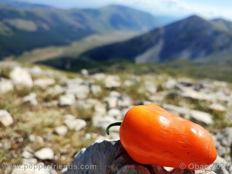 rocoto-orange_002_frutto_09.jpg