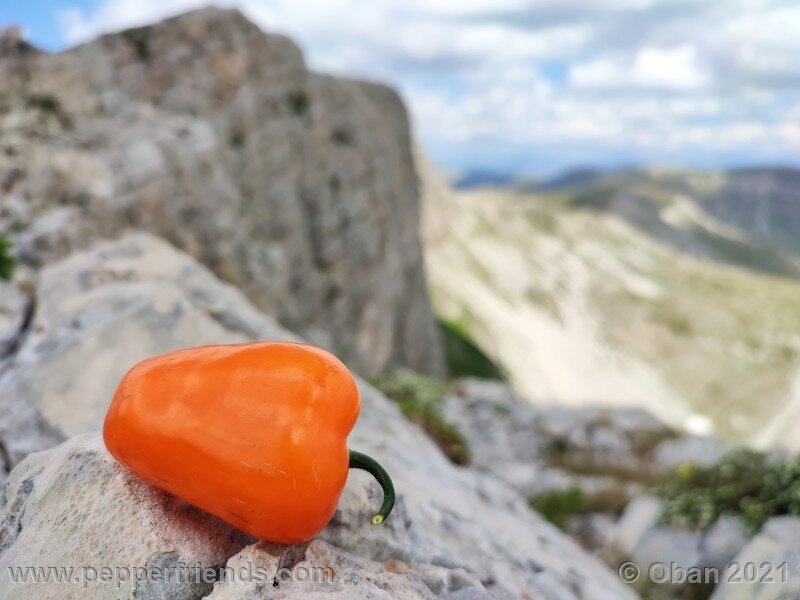 rocoto-orange_002_frutto_11.jpg