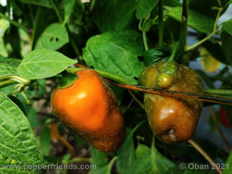 rocoto-orange_002_frutto_15.jpg