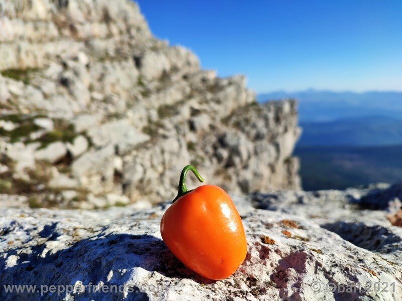 rocoto-orange_002_frutto_18.jpg