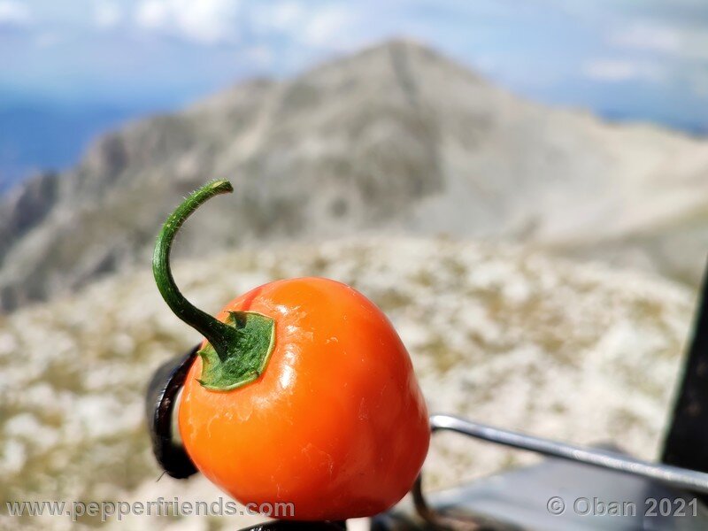 rocoto-orange_002_frutto_20.jpg