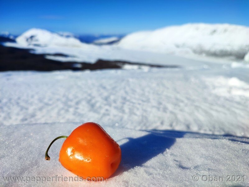 rocoto-orange_002_frutto_24.jpg