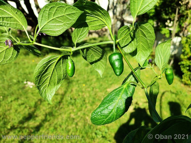 rocoto-orange_002_pianta_07.jpg