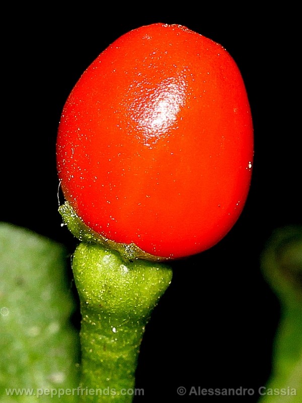 pepperlover_002_frutto_04.jpg