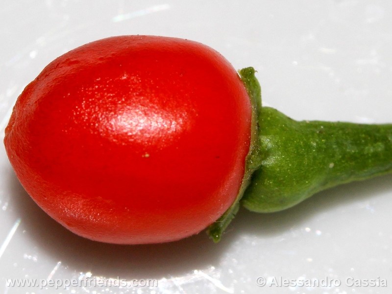 pepperlover_002_frutto_05.jpg