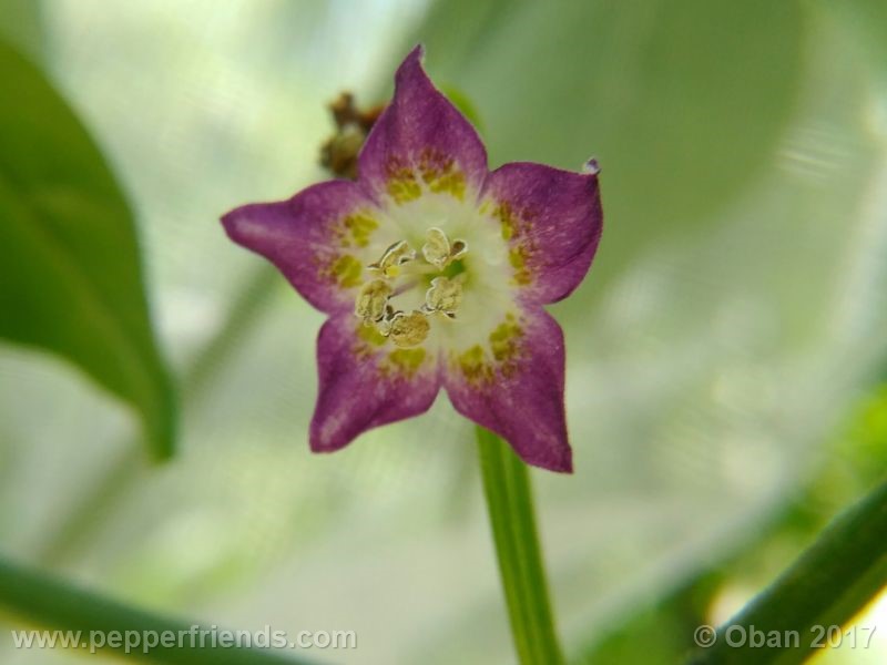 pepperlover_003_fiore_35.jpg