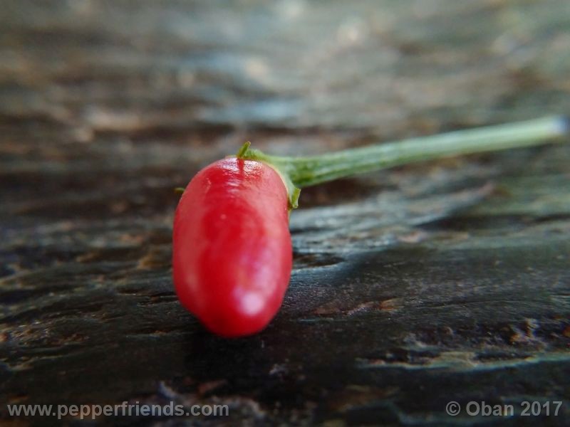 pepperlover_003_frutto_08.jpg