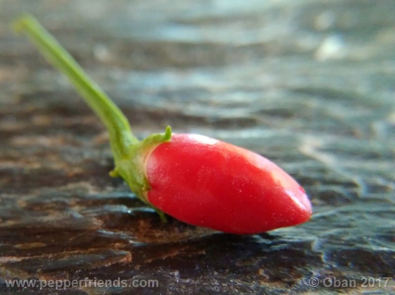 pepperlover_003_frutto_11.jpg