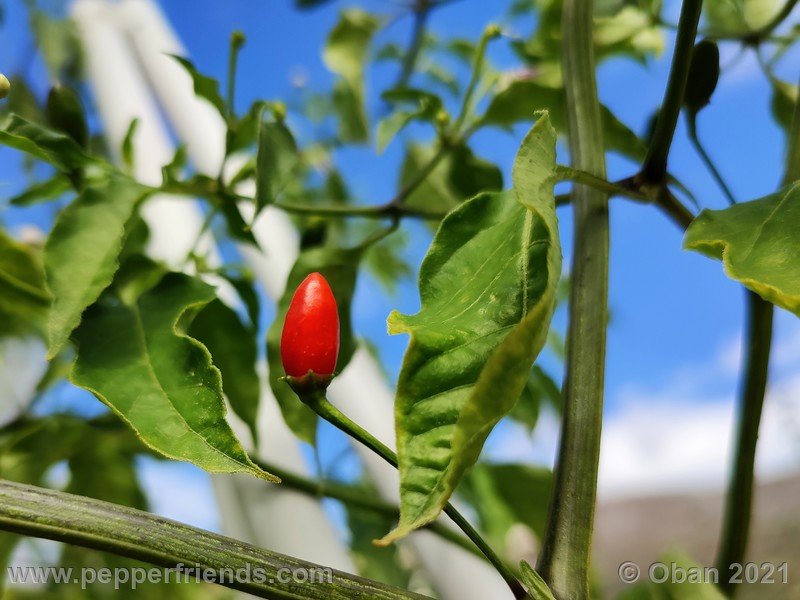 wild-pepperlover_005_frutto_08.jpg