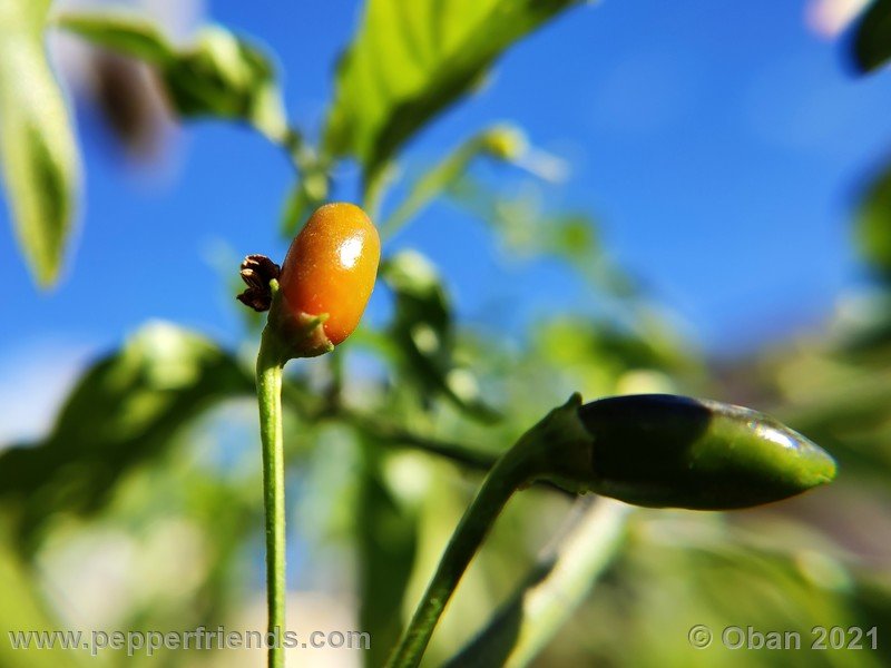 wild-pepperlover_005_frutto_09.jpg