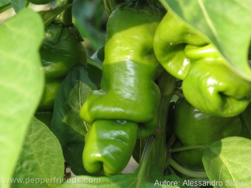 peter-pepper_001_frutto_01.jpg