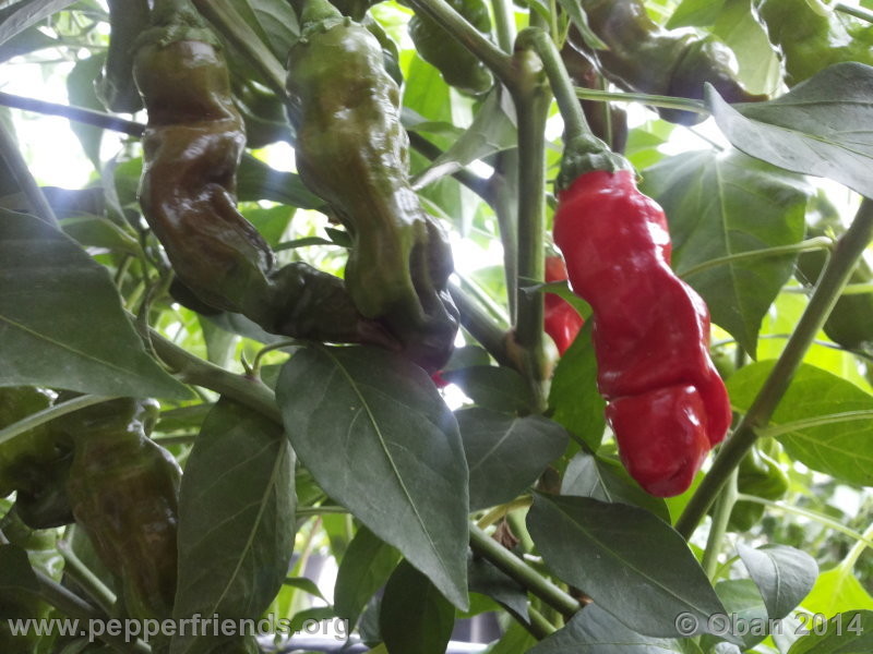 peter-pepper_003_frutto_01.jpg