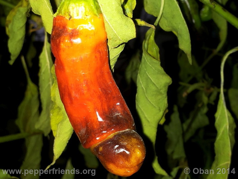 peter-pepper_003_frutto_05.jpg