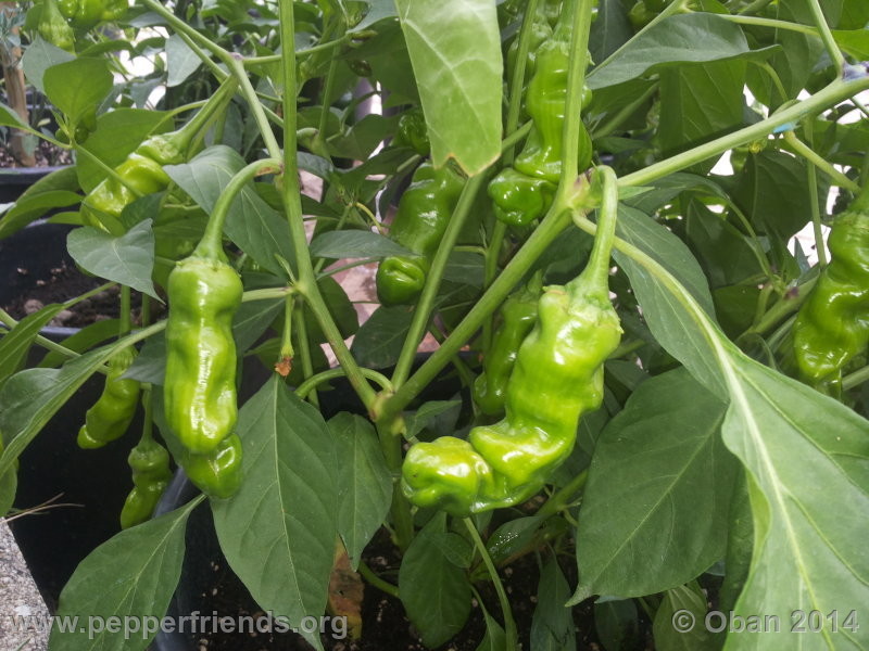 peter-pepper_003_pianta_03.jpg