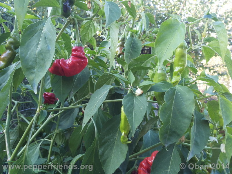 peter-pepper_003_pianta_09.jpg