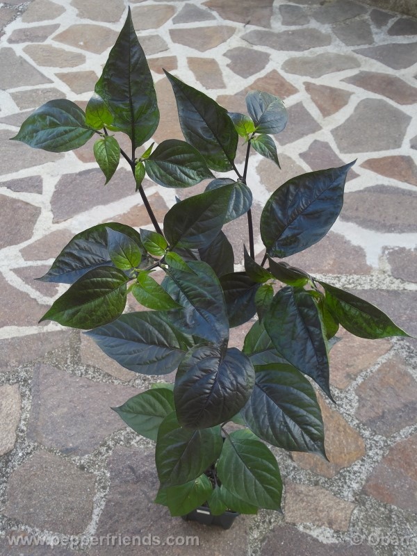 pimenta-da-neyde_005_frutto_83.jpg