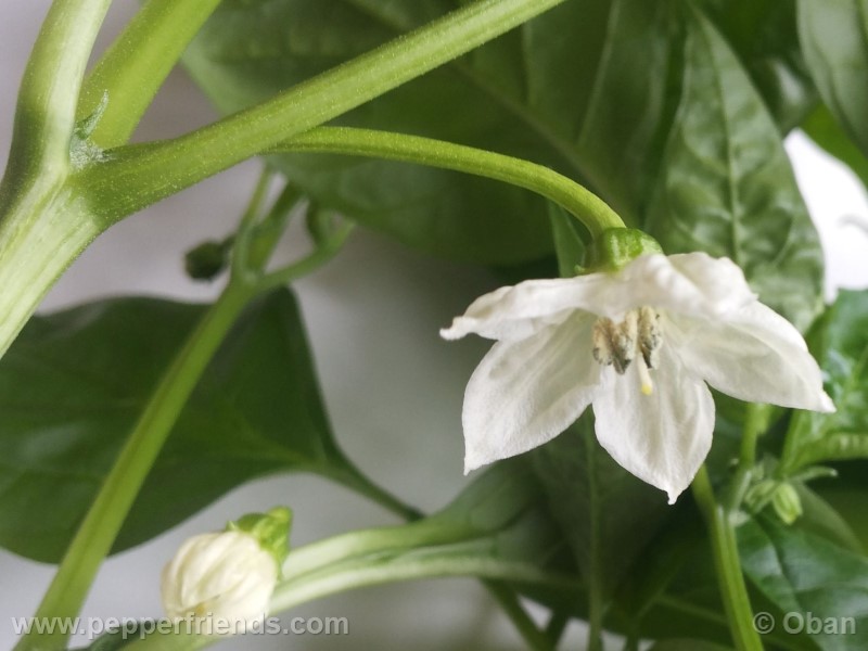 pimenta-de-padron_001_fiore_04.jpg