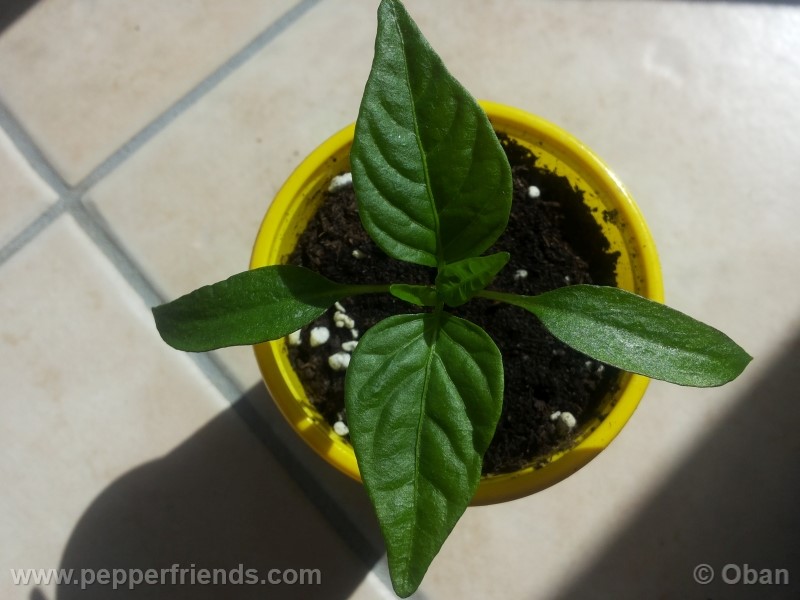 pimenta-de-padron_001_pianta_03.jpg