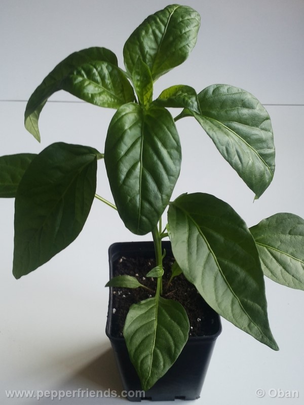 pimenta-de-padron_001_pianta_05.jpg