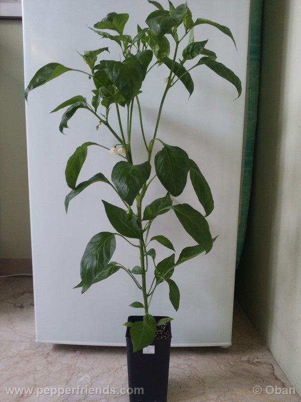 pimenta-de-padron_001_pianta_13.jpg