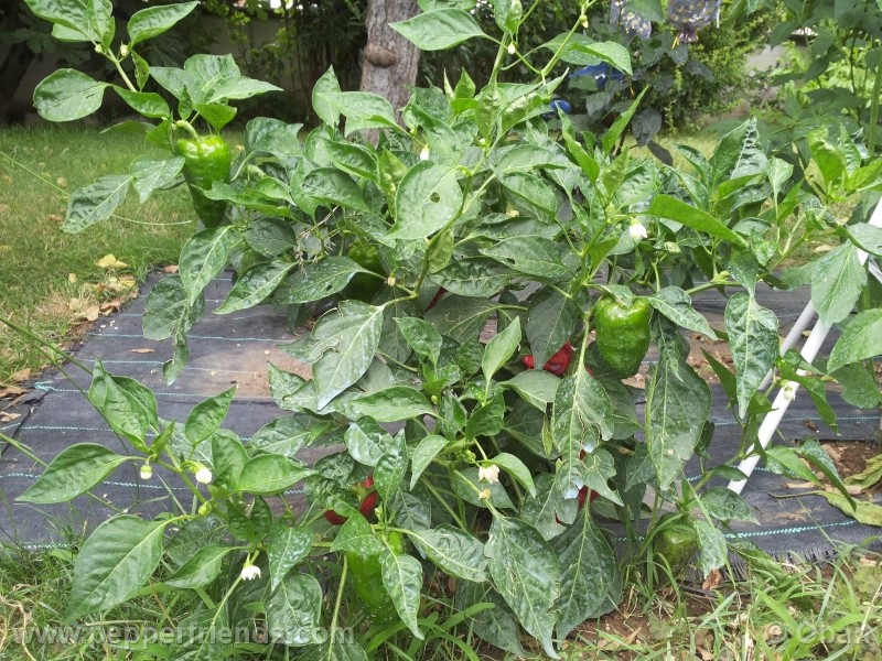 pimenta-de-padron_001_pianta_26.jpg