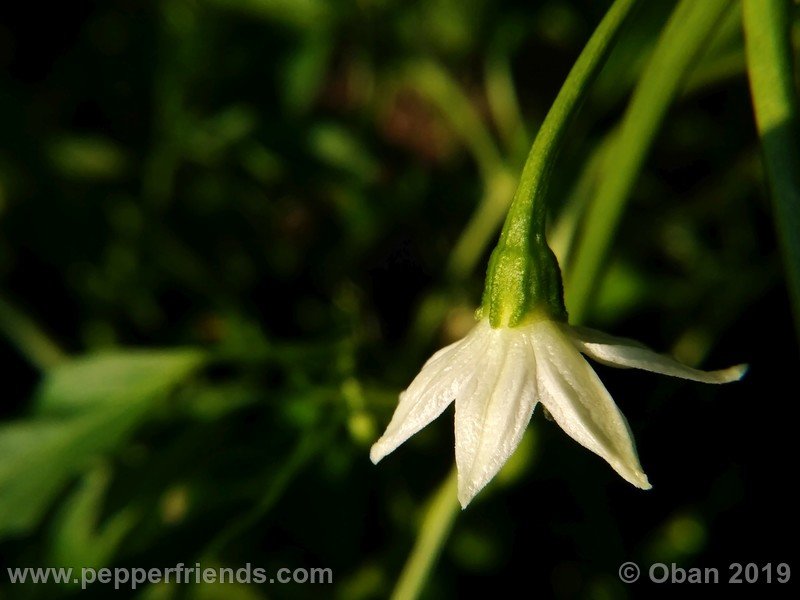 pimenta-de-paolo-black_003_fiore_02.jpg