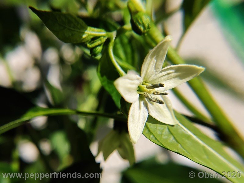 pimenta-de-paolo-black_005_fiore_06.jpg