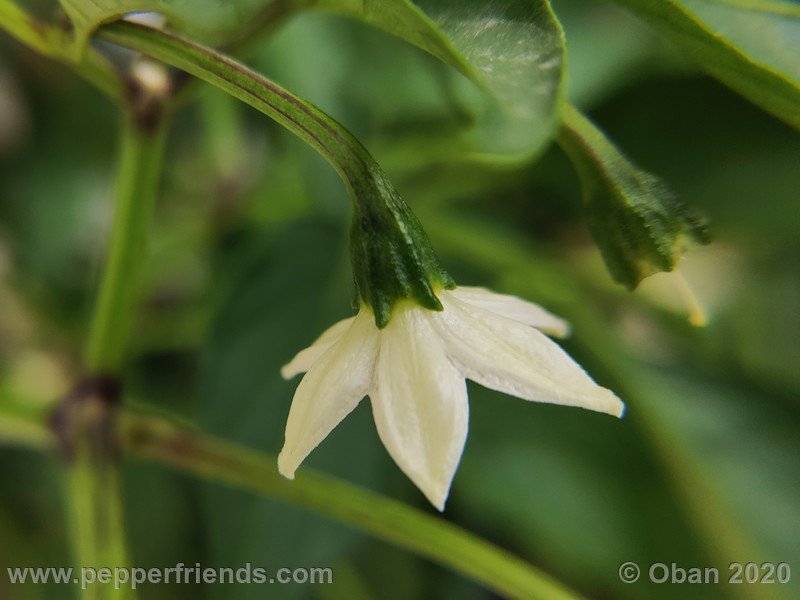 pimenta-de-paolo-black_005_fiore_07.jpg