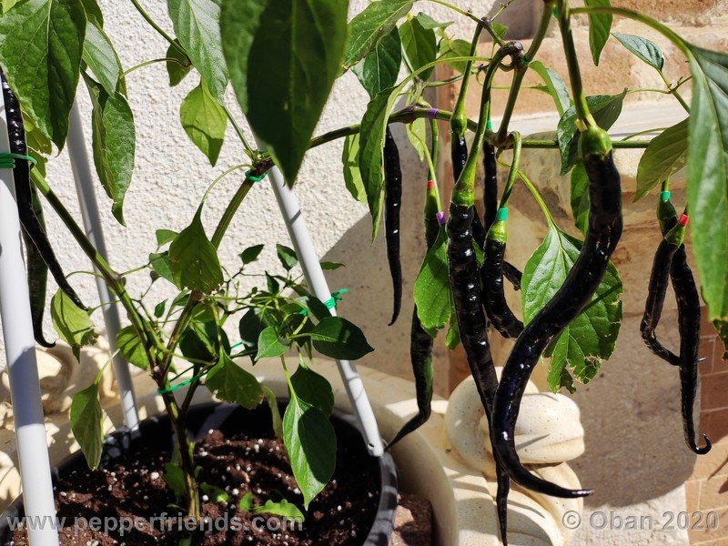 pimenta-de-paolo-black_005_frutto_11.jpg