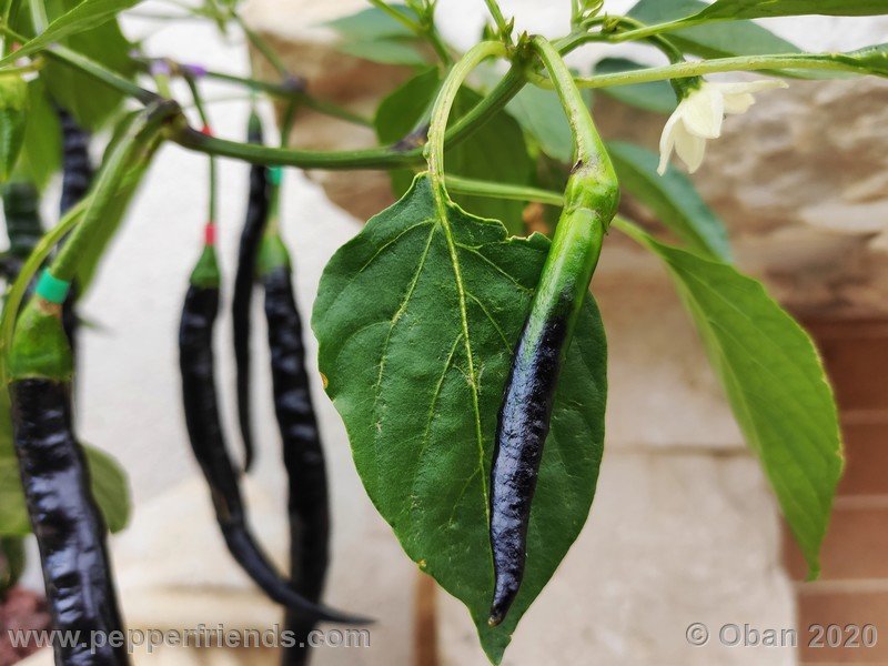 pimenta-de-paolo-black_005_frutto_13.jpg