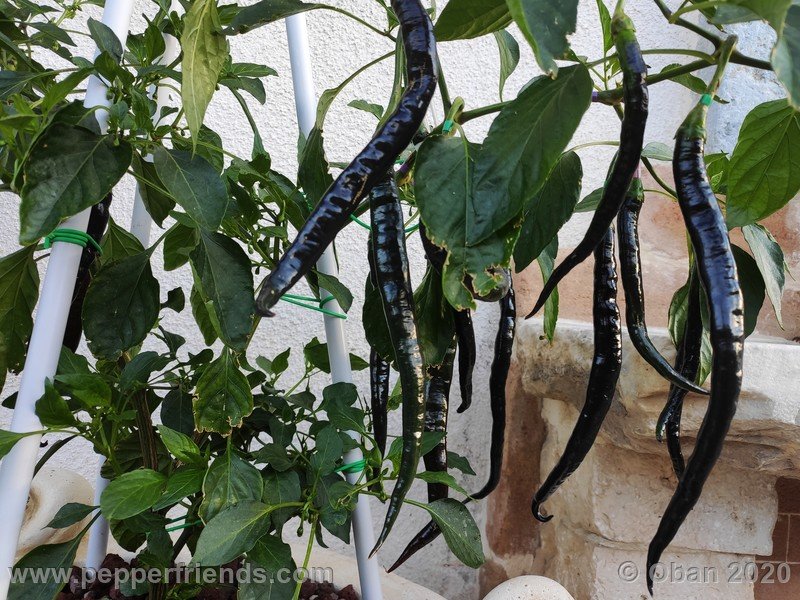 pimenta-de-paolo-black_005_frutto_16.jpg