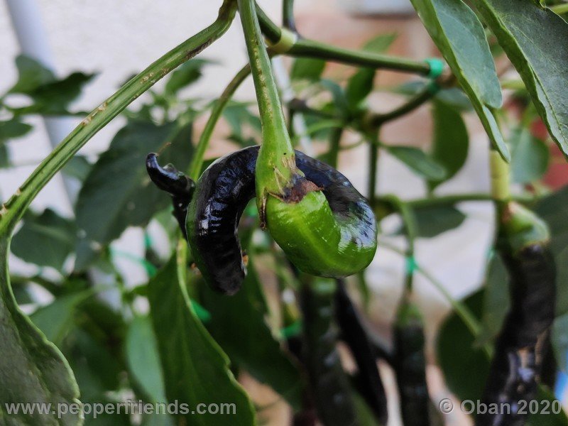 pimenta-de-paolo-black_005_frutto_33.jpg