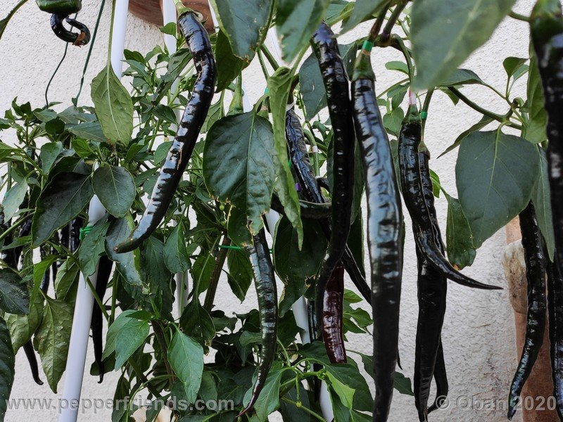 pimenta-de-paolo-black_005_frutto_34.jpg