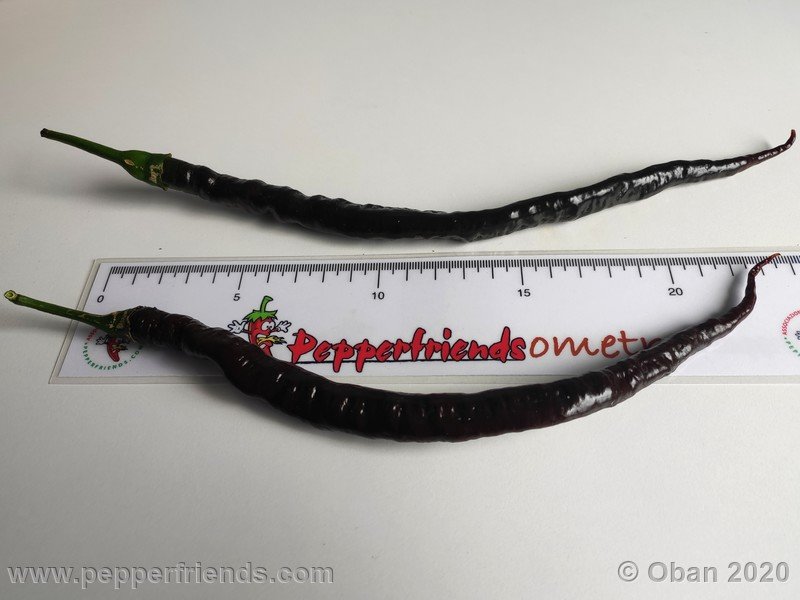 pimenta-de-paolo-black_005_frutto_71.jpg