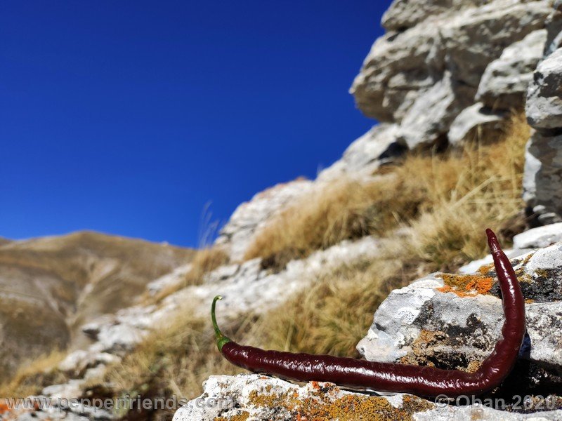 pimenta-de-paolo-black_005_frutto_92.jpg