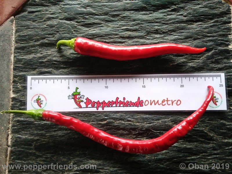 pimenta-de-paolo-red_001_frutto_10.jpg